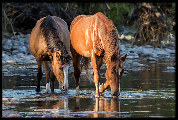 Salt River Wild Horse