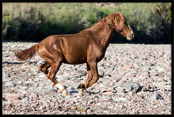 Salt River Wild Horse