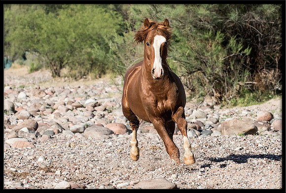 Salt River Wild Horse