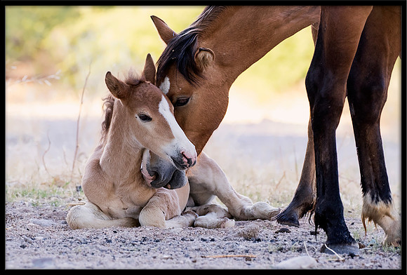 Salt River Wild Horse