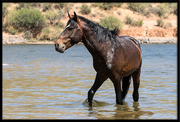 Salt River Wild Horse