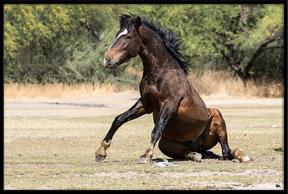 Salt River Wild Horse