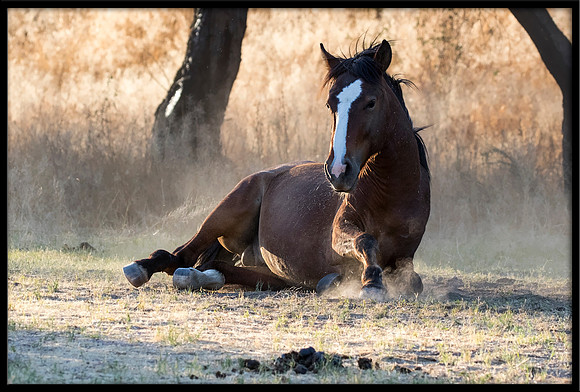 Salt River Wild Horse
