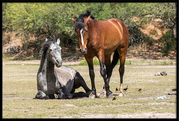 Salt River Wild Horse