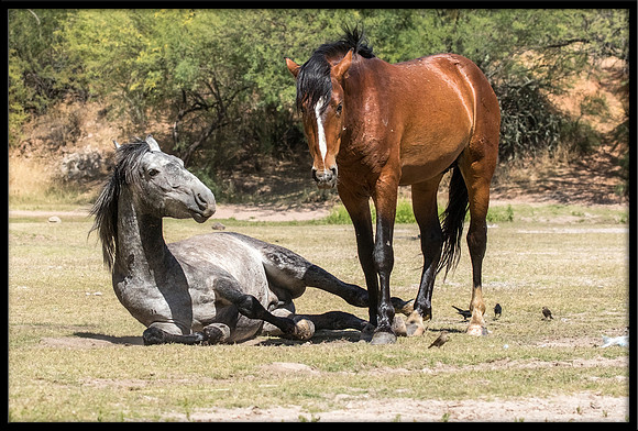 Salt River Wild Horse