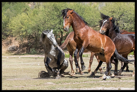 Salt River Wild Horse