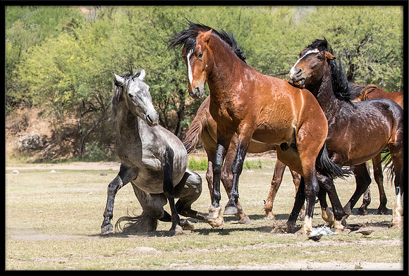 Salt River Wild Horse