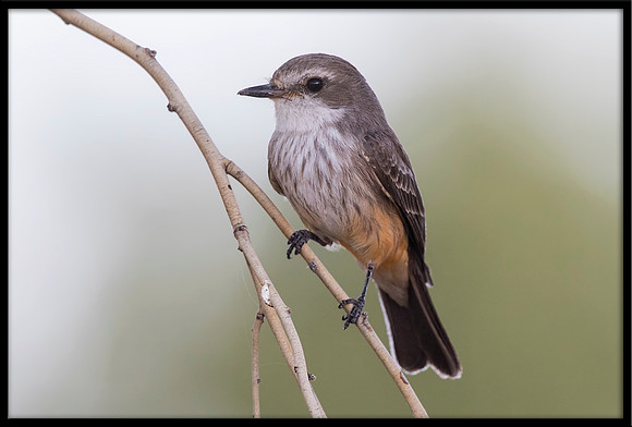 Vermilion Flycatcher