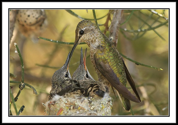 Hummingbird Feeding Time