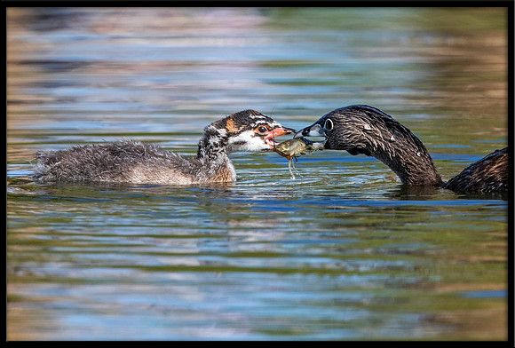 Pied-billed Grebe Feeding Baby