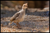 Gambel's Quail Baby