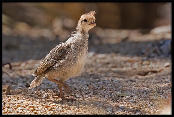 Gambel's Quail Baby
