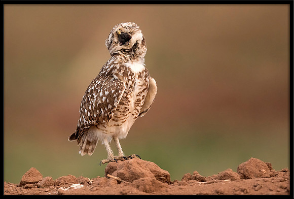 Burrowing Owl