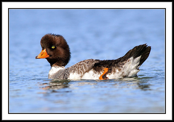 Barrows Goldeneye (female)