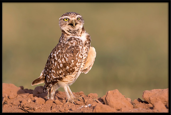 Burrowing Owl