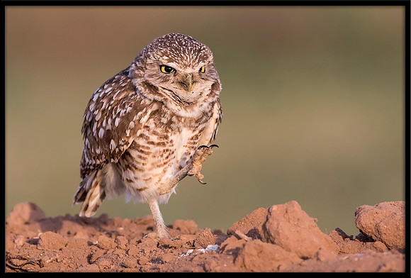 Burrowing Owl