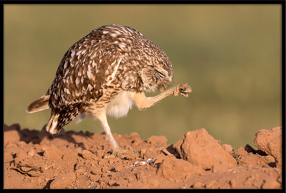 Burrowing Owl