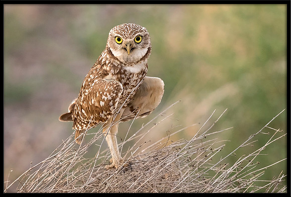 Burrowing Owl
