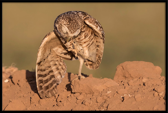 Burrowing Owl