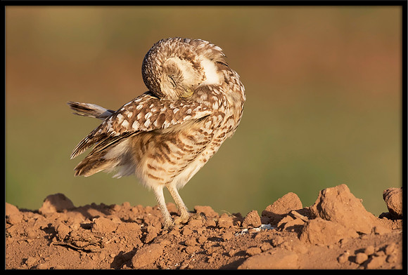 Burrowing Owl