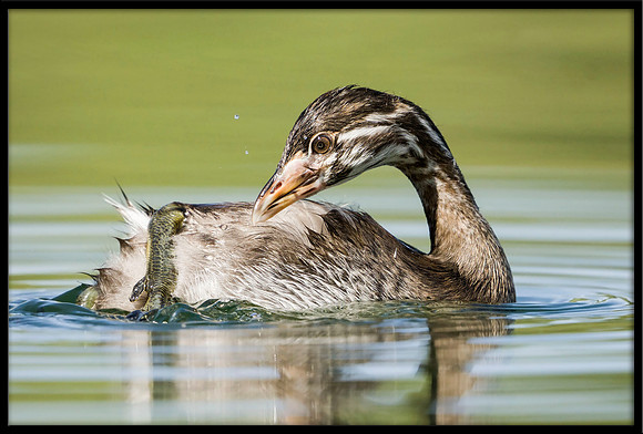 Pied-billed Grebe