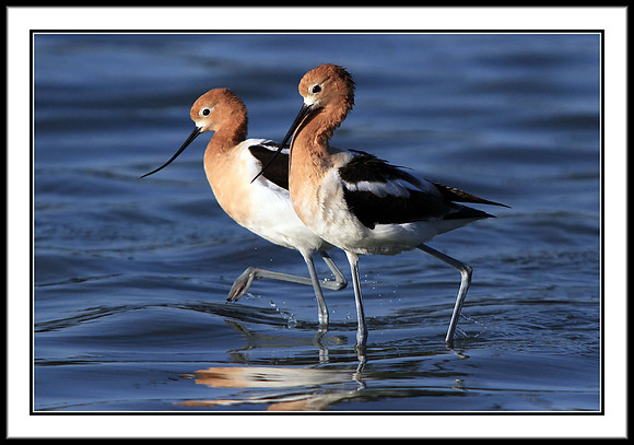 Avocets after mating