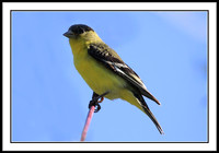 Goldfinch