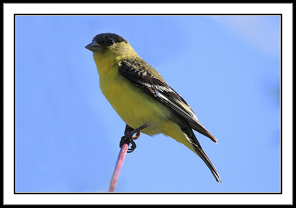 Goldfinch