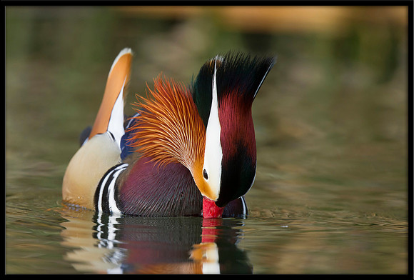 Mandarin Duck