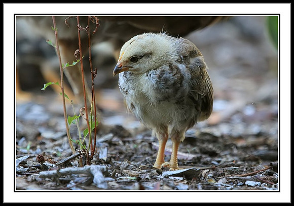 Chick
