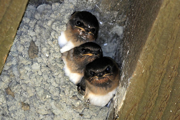 Cliff Swallow
