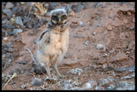 Burrowing Owl - Day 2 Out Of Nest
