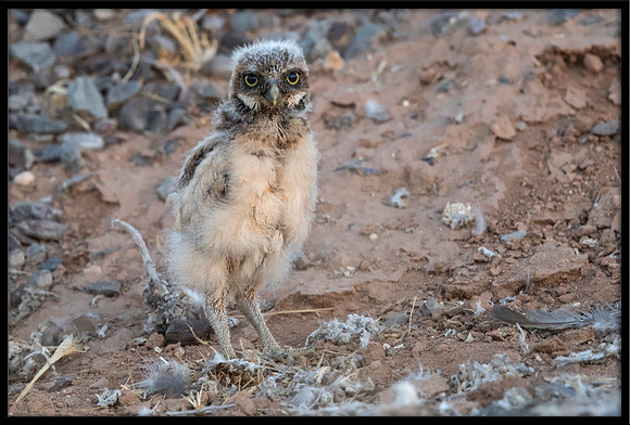 Burrowing Owl - Day 2 Out Of Nest