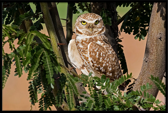 Burrowing Owl