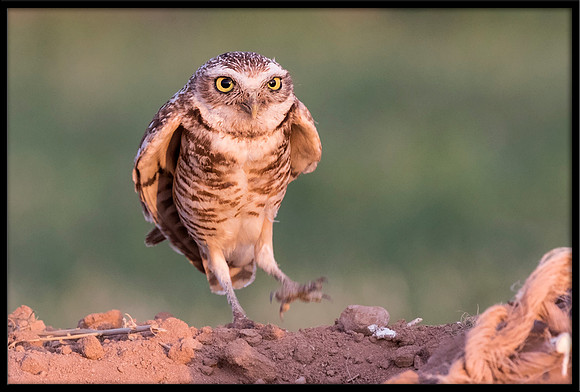 Burrowing Owl