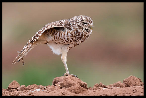 Burrowing Owl