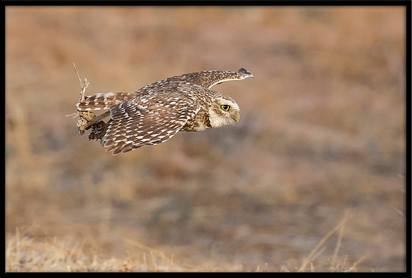 Burrowing Owl