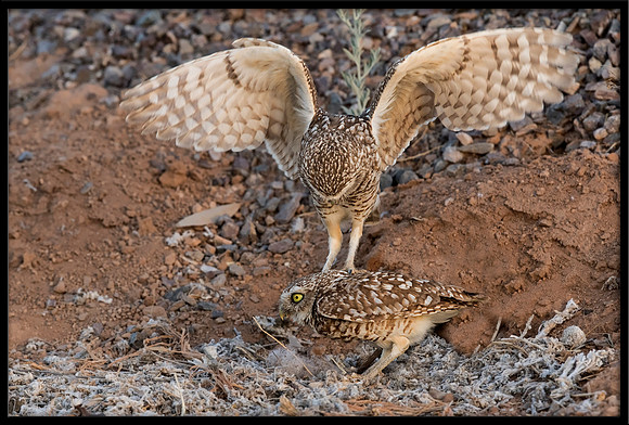 Burrowing Owl