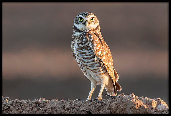 Burrowing Owl