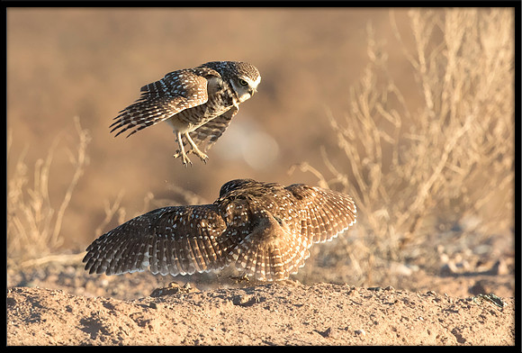 Burrowing Owl