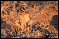 Burrowing Owl - Day 4 Out Of Nest