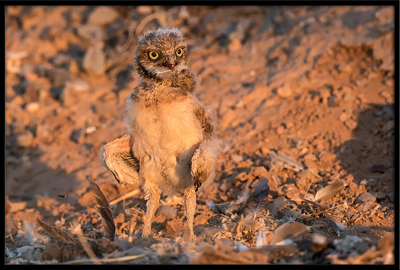 Burrowing Owl - Day 4 Out Of Nest