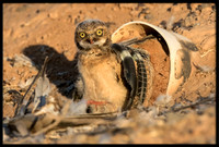 Burrowing Owl - Day 4 Out Of Nest