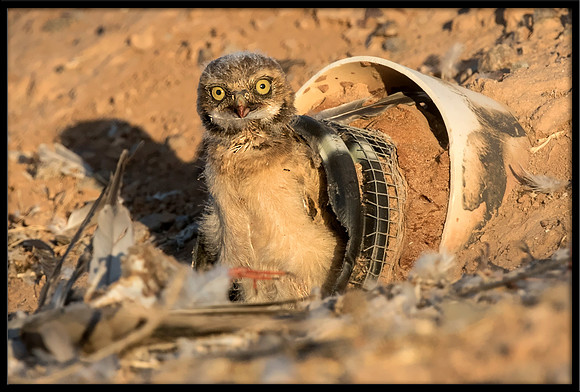 Burrowing Owl - Day 4 Out Of Nest