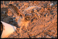 Burrowing Owl - Day 4 Out Of Nest