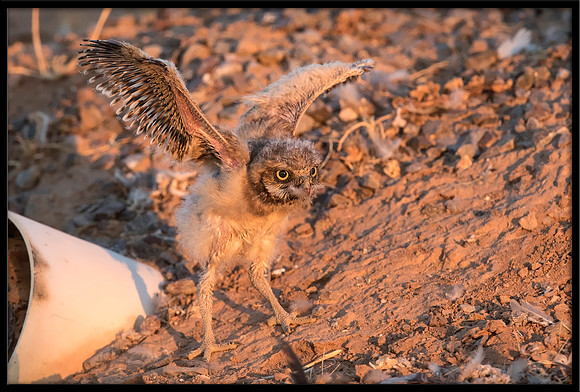 Burrowing Owl - Day 4 Out Of Nest