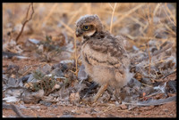 Burrowing Owl - Day 4 Out Of Nest