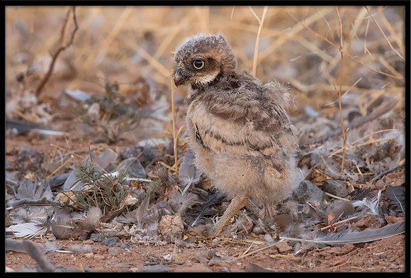 Burrowing Owl - Day 4 Out Of Nest