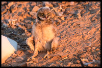 Burrowing Owl - Day 4 Out Of Nest