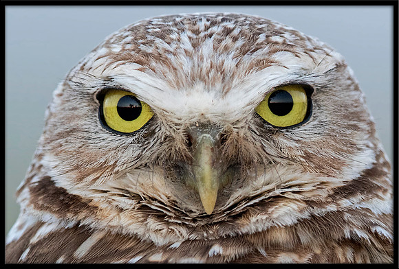 Burrowing Owl